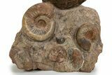 Tall, Jurassic Ammonite (Hammatoceras) Display - France #301634-2